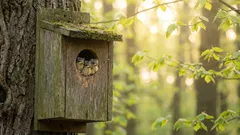 鳥たちを助けようとしたのに、逆効果に：巣箱を作る際の最も危険な間違い