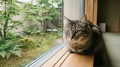 多くの人が猫を家だけで飼っているが、数年後に猫に何が起こるか気づく人はほとんどいない。